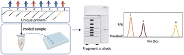 Graphical abstract: Efficient large-scale screening of viral pathogens by fragment length identification of pooled nucleic acid samples (FLIPNAS)