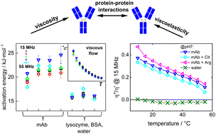 Graphical abstract: Protein–protein interactions in solutions of monoclonal antibodies probed by the dependence of the high-frequency viscosity on temperature and concentration