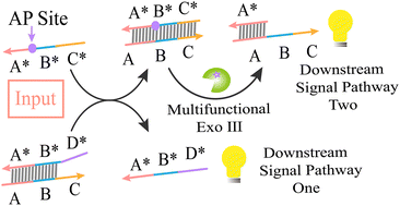 Graphical abstract: Multifunctional Exo III-assisted scalability strategy for constructing DNA molecular logic circuits