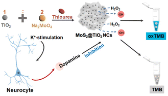 Graphical abstract: Controllable synthesis of MoS2@TiO2 nanocomposites for visual detection of dopamine secretion with highly-efficient enzymatic activity