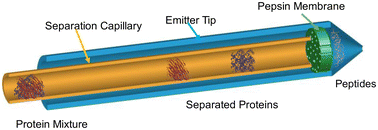 Graphical abstract: Online protein digestion in membranes between capillary electrophoresis and mass spectrometry