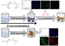 Graphical abstract: Fluorescence by self-assembly: autofluorescent peptide vesicles and fibers