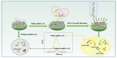 Graphical abstract: An all-graphdiyne electrochemiluminescence biosensor for the ultrasensitive detection of microRNA-21 based on target recycling with DNA cascade reaction for signal amplification