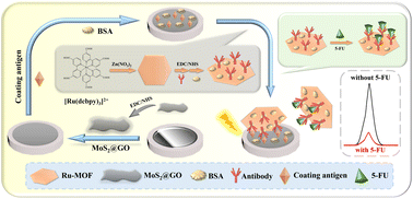 Graphical abstract: Electrochemiluminescence immunoassay strategies based on a hexagonal Ru-MOF and MoS2@GO nanosheets: detection of 5-fluorouracil in serum samples