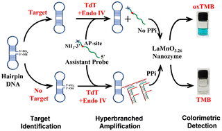 Graphical abstract: Sensitive colorimetric assay of T4 DNA ligase by the oxidase nanozyme of LaMnO3.26 coupled with a hyperbranched amplification reaction