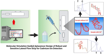 Graphical abstract: Molecular simulation-guided aptasensor design of robust and sensitive lateral flow strip for cadmium ion detection