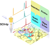 Graphical abstract: SCX-tip-aided LC-MS detection of active ricin via oligonucleotide substrates for depurination kinetics