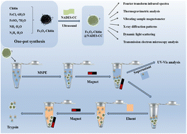 Graphical abstract: Biomass-derived magnetic nanocomposites modified by choline chloride/citric acid based natural deep eutectic solvents for the magnetic solid phase extraction of trypsin