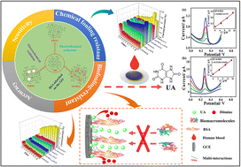 Graphical abstract: Tunable graphene oxide for the low-fouling electrochemical sensing of uric acid in human serum