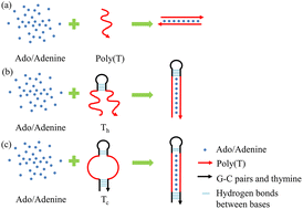 Graphical abstract: Enriching adenosine by thymine-rich DNA oligomers