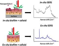 Graphical abstract: Probing the interaction of ex situ biofilms with plasmonic metal nanoparticles using surface-enhanced Raman spectroscopy