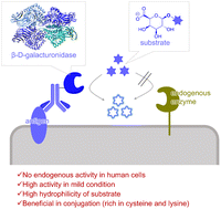 Graphical abstract: A human cell orthogonal enzyme β-d-galacturonidase for sensitive detection of antigen proteins