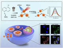 Graphical abstract: Nitrogen-doped orange emitting carbon dots for β-carotene detection and lysosomal imaging