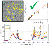 Graphical abstract: Enhancing the accuracy of mid-infrared spectroscopy-based liver steatosis quantification using digital image analysis as a reference