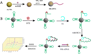 Graphical abstract: Detection of saxitoxin by a SERS aptamer sensor based on enzyme cycle amplification technology