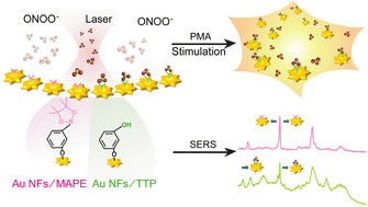 Graphical abstract: Highly selective and sensitive surface-enhanced Raman scattering sensors for the detection of peroxynitrite in cells