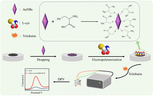 Graphical abstract: A novel electrochemical sensor based on gold nanobipyramids and poly-l-cysteine for the sensitive determination of trilobatin
