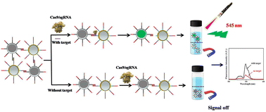 Graphical abstract: The construction of CRISPR/Cas9-mediated FRET 16S rDNA sensor for detection of Mycobacterium tuberculosis