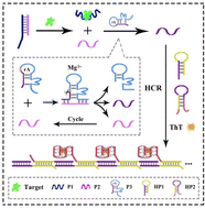 Graphical abstract: Self-constrained DNAzyme for aptamer-based and sensitive label-free fluorescent assay of sarafloxacin via signal amplification cascades