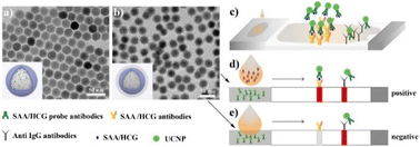 Graphical abstract: Rapid determination of serum amyloid A using an upconversion luminescent lateral flow immunochromatographic strip