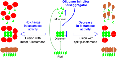 Graphical abstract: A protein aggregation platform that distinguishes oligomers from amyloid fibrils