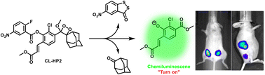 Graphical abstract: A chemiluminescent sensor for imaging endogenous hydrogen polysulfides in a living system