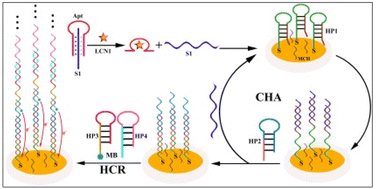Graphical abstract: An aptamer triple helix molecular switch for sensitive electrochemical assay of lipocalin 1 biomarker via dual signal amplifications