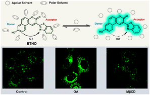 Graphical abstract: A fluorescent probe for lipid droplet polarity imaging with low viscosity crosstalk