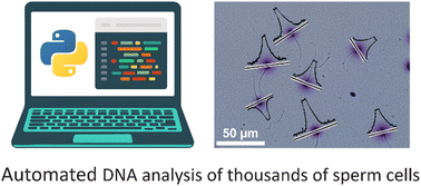 Graphical abstract: High-throughput sperm DNA analysis at the single-cell and population levels