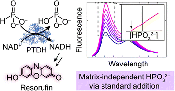 Graphical abstract: A fluorometric assay for high-throughput phosphite quantitation in biological and environmental matrices