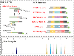 Graphical abstract: Specific multiplexed detection of mRNA splice variants based on size-coding DNA probes and universal PCR amplification