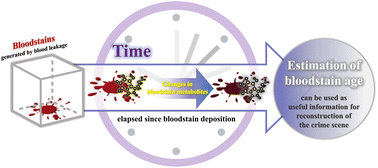 Graphical abstract: Discovery and validation of metabolite markers in bloodstains for bloodstain age estimation