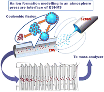 Graphical abstract: From droplets to ions: a comprehensive and consecutive ion formation modelling in atmosphere pressure interface of electrospray ionization mass spectrometry