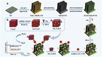 Graphical abstract: A polyaniline functionalized NiFeP nanosheet array-based electrochemical immunosensor using Au/Cu2O nanocubes as a signal amplifier for the detection of SARS-CoV-2 nucleocapsid protein