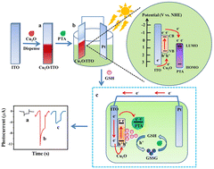 Graphical abstract: Ultrasensitive photoelectrochemical detection of glutathione based on the multifunctional catalytic properties of phosphotungstic acid