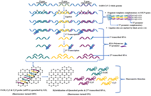 Graphical abstract: Multiple gene detection using a selective fluorophore probe–RNA hybridization/graphene oxide quenching system