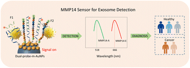 Graphical abstract: Simultaneous quantification of exosomal MMP14 expression and proteolysis activity on a spherical dual-probe-based fluorescent nanosensor