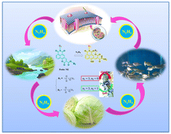 Graphical abstract: A nucleophilic addition–elimination based ratiometric fluorescent probe for monitoring N2H4 in biological systems and actual samples