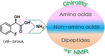 Graphical abstract: 19F NMR enantiodiscrimination and diastereomeric purity determination of amino acids, dipeptides, and amines