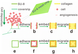 Graphical abstract: On-chip-angiogenesis based on a high-throughput biomimetic three-dimensional cell spheroid culture system