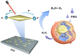 Graphical abstract: Sensitive detection of extracellular hydrogen peroxide using plasmon-enhanced electrochemical activity on Pd-tipped Au nanobipyramids