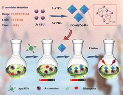 Graphical abstract: Rapid detection of Saccharomyces cerevisiae with boronic acid-decorated multivariate metal–organic frameworks and aptamers