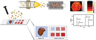 Graphical abstract: Quantitative imaging of the sub-organ distributions of nanomaterials in biological tissues via laser ablation inductively coupled plasma mass spectrometry