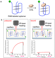 Graphical abstract: Sensitive microscale thermophoresis assay for rapid ochratoxin A detection with fluorescently labeled engineered aptamer