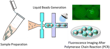 Graphical abstract: Microfluidic encapsulation of DNAs in liquid beads for digital PCR application