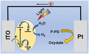 Graphical abstract: Employing bulk-heterostructure conductive polymer PFO/PFBT for the photoelectrochemical analysis of p-phenylenediamine