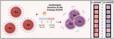 Graphical abstract: An approach to zwitterionic peptide design for colorimetric detection of the Southampton norovirus SV3CP protease