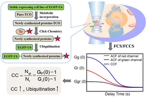 Graphical abstract: In vivo monitoring of the ubiquitination of newly synthesized proteins in living cells by combining a click reaction with fluorescence cross-correlation spectroscopy (FCCS)