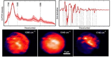 Graphical abstract: Optical photothermal infrared spectroscopy and discrete wavenumber imaging for high content screening of single cells