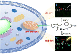 Graphical abstract: “One stone, two birds”: a mitochondria-targeted fluorescent probe for the detection of viscosity and HSO3− in living cells